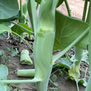 Jingyan Huge Stem Gai Lan