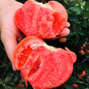 'Fluffy Pink 802' Tomato