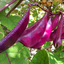 Fresh Purple-Red Hyacinth Bean