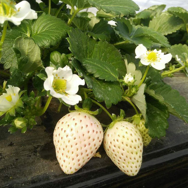 'Littile White' Series Small White Strawberry