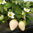'Littile White' Series Small White Strawberry