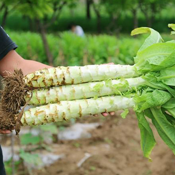 Green Asparagus Lettuce Seeds