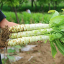 Green Asparagus Lettuce Seeds