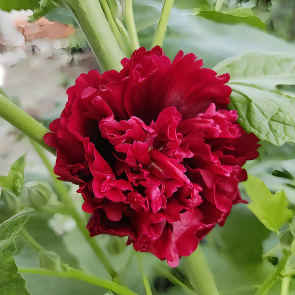 Alcea 'Nostalgia Red'