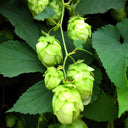 Hop Seeds, Pack of 10