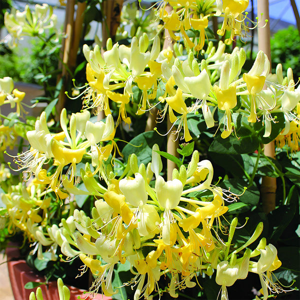 planting honeysuckle seeds Chinese Honeysuckle Seeds