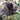 Tacca Chantrieri Seeds (5 Seeds)