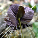 Tacca Chantrieri Seeds (5 Seeds)