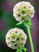 Scabiosa stellata