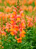 Tall Snapdragon, Orange