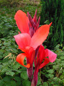 Canna Indica, Mixed