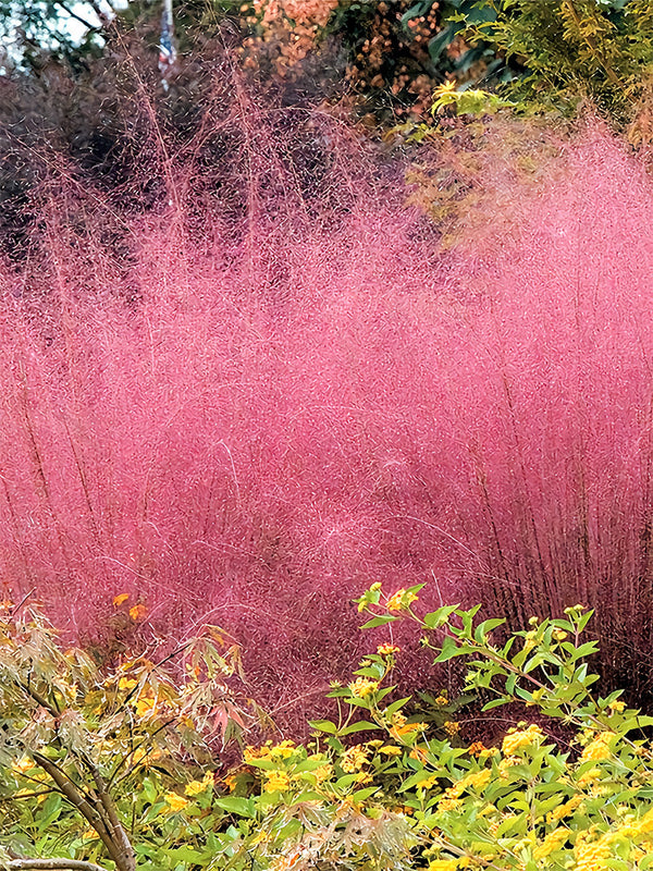 Pink Muhly Grass