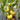 White Wax Tomato, 10 Seeds