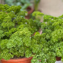 Curly Leaf Parsley Seeds, 2g