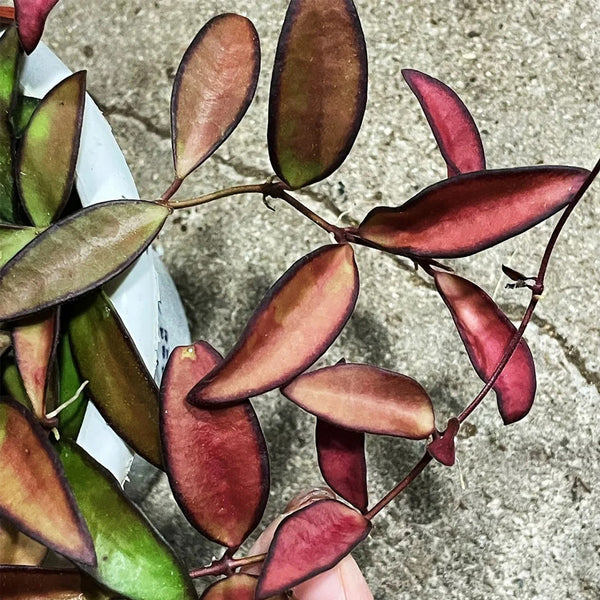 Hoya rosita, 5 Cuttings