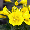 Yellow Evening Primrose, 500 Seeds