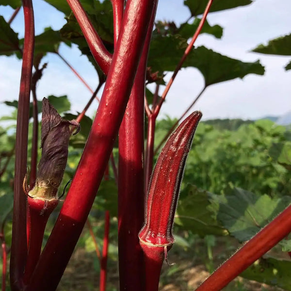Fruit Red Okra Seeds, 10g