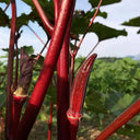 Fruit Red Okra Seeds, 10g