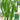 Xiangla No.6 Chili Pepper Seeds, 60 Seeds