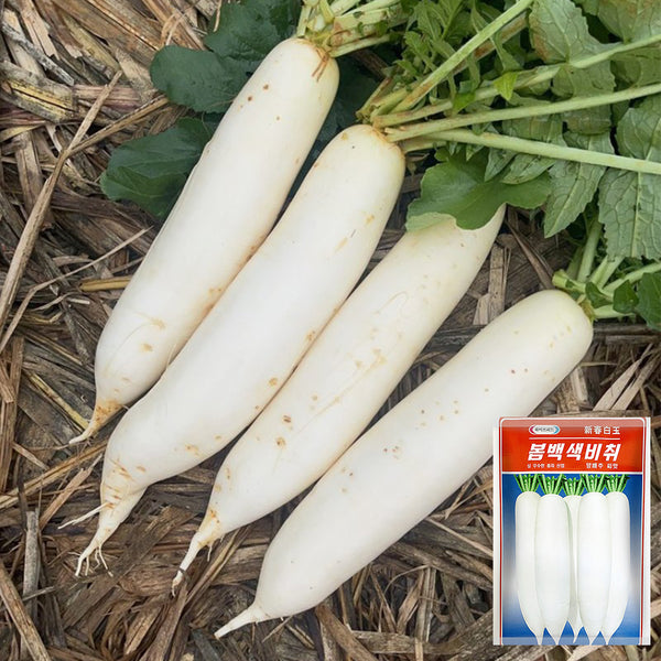 New White Jade Spring Radish Seeds, 5g