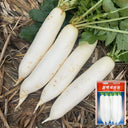 New White Jade Spring Radish Seeds, 5g