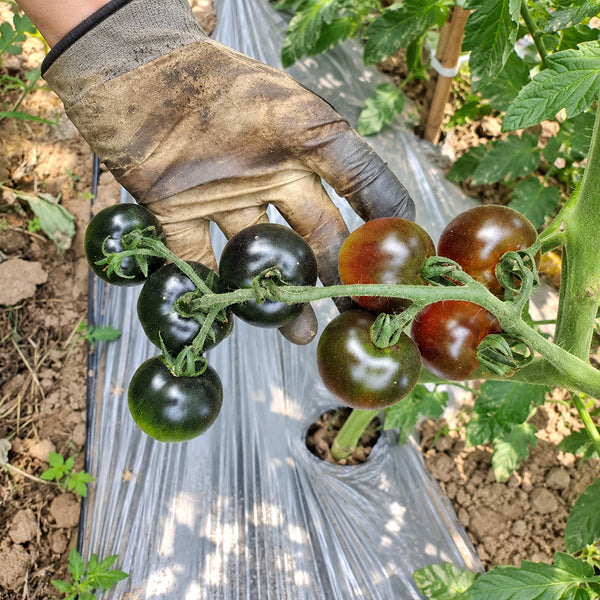 326 Blueberry Blues F1 Tomato, 5 Seeds