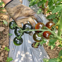 326 Blueberry Blues F1 Tomato, 5 Seeds