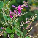 Bush Clover, 200 Seeds