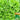 'Lvmei' Italian Leaf Lettuce Seeds, 10g
