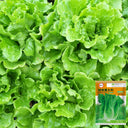 'Lvmei' Italian Leaf Lettuce Seeds, 10g