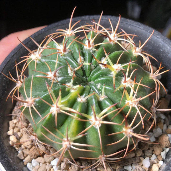 Echinopsis obrepanda, 3-4cm