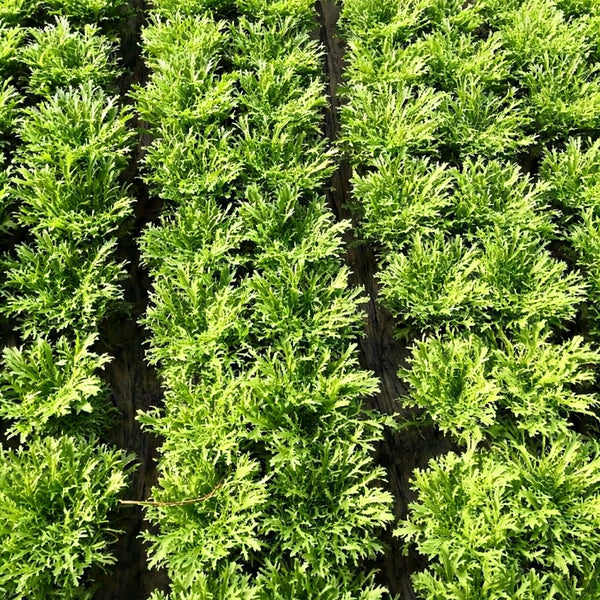 Curly Endive Seeds, 5g