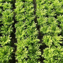Curly Endive Seeds, 5g
