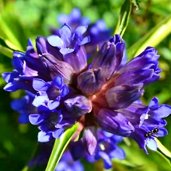 Largeleaf Gentian Qin Jiao, 200 Seeds