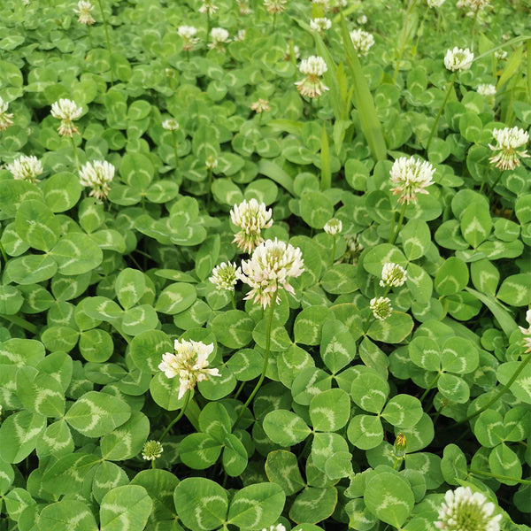 White Clover, 2000 Seeds