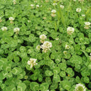 White Clover, 2000 Seeds