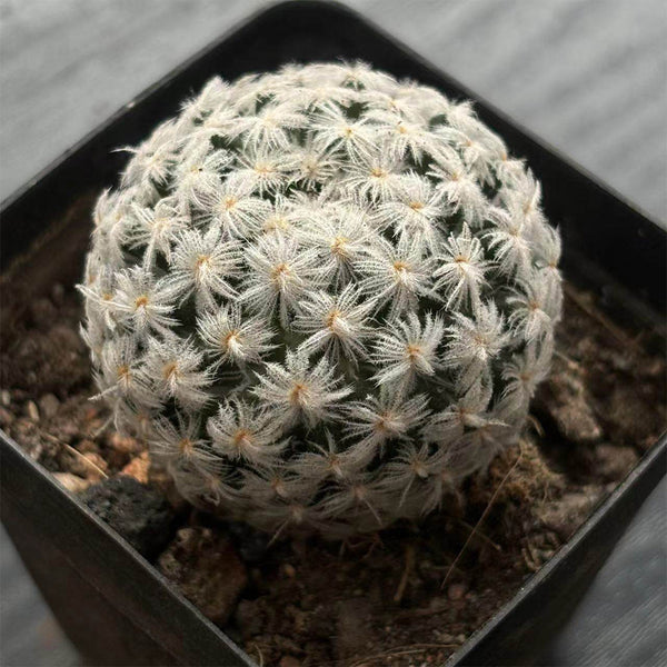 Mammillaria duwei, 3-4cm