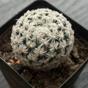 Mammillaria duwei, 3-4cm