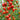 160 German Red Strawberry Tomato, 5 Seeds
