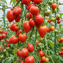 160 German Red Strawberry Tomato, 5 Seeds