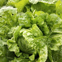 Jiemei 203 Xiayang Chinese Cabbage Seeds, 10g