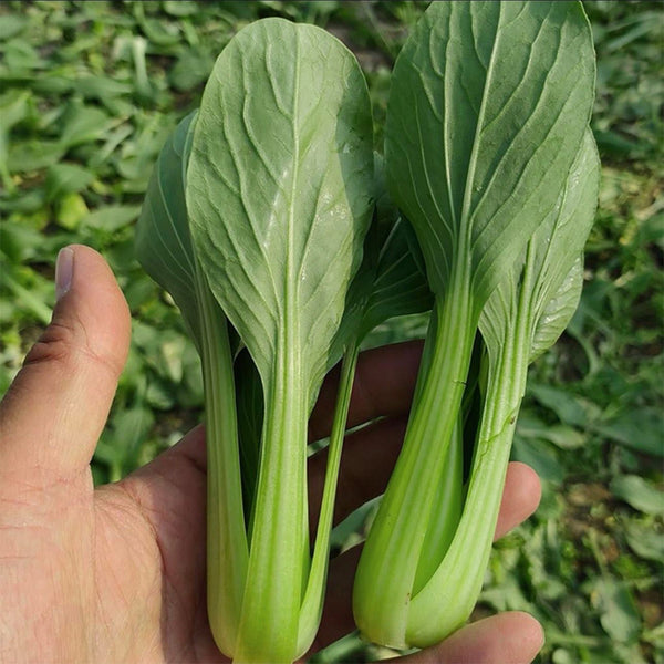 'Tingmei No.1' Baby Bok Choy Seeds, 20g