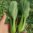 'Tingmei No.1' Baby Bok Choy Seeds, 20g
