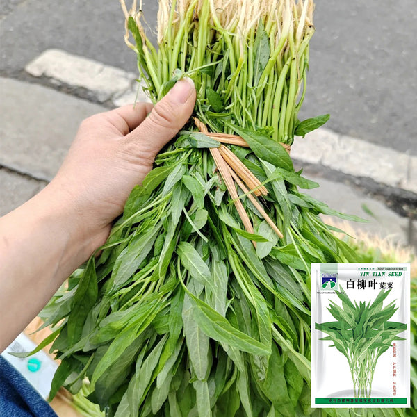 Willow-Leaf White Amaranth Seeds, 250g