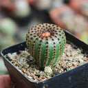 Frailea phaeodisca, 2-3cm