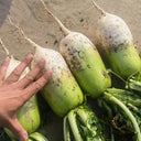 Knife Handle Radish Seeds, 10g