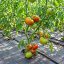 293 Cuba Giant Black Tomato, 5 Seeds