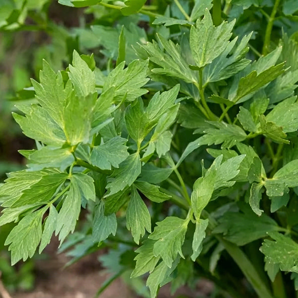 Garden Lovage, 100 Seeds