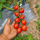 314 Cherry Vera F1 Tomato, 5 Seeds