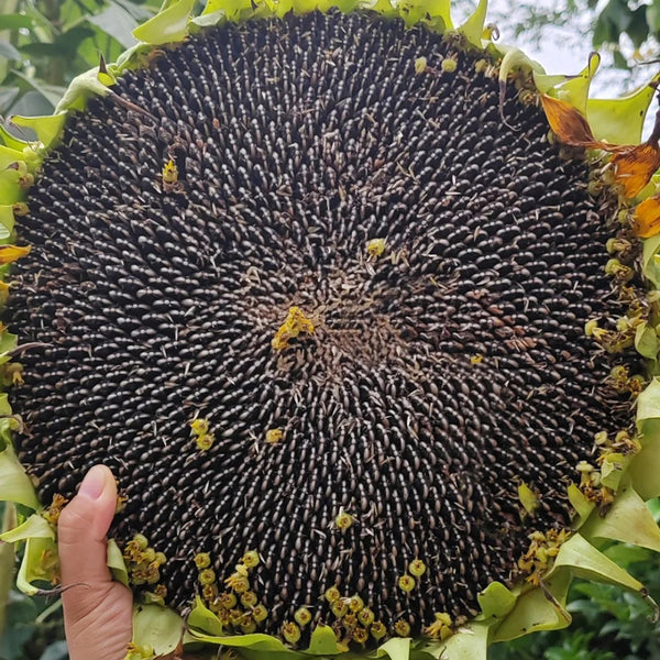 Dwarf Edible Sunflower Seeds, 10g